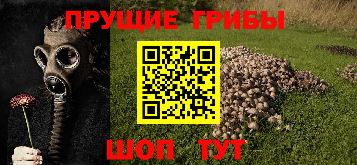 Галлюциногенные грибы Psilocybine cubensis  Вход с VPN  Ртищево 